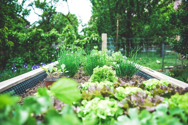 Alles wat je moet weten over kruiden tuinen